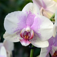 Орхидея фаленопсис 2 цветоноса купить