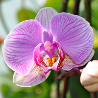 Орхідея фаленопсис 1 квітконос купить