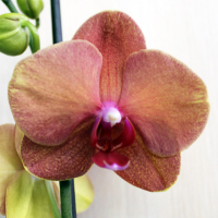 Орхідея фаленопсис 1 квітконос купить