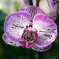 Орхидея фаленопсис 1 цветонос купить