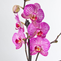 Орхідея фаленопсис 2 квітконоси купить