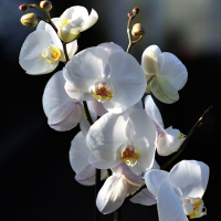 Орхідея фаленопсис королівська 2 квітконоси купить