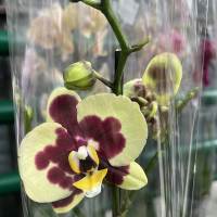 Орхидея фаленопсис 1 цветонос купить