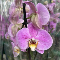 Орхідея фаленопсис 1 квітконос купить