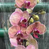 Орхидея фаленопсис 2 цветоноса купить