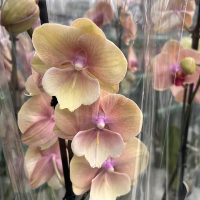 Орхідея фаленопсис 2 квітконоси купить
