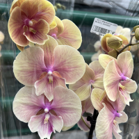 Орхідея фаленопсис 2 квітконоси купить