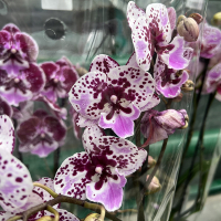 Орхидея фаленопсис 2 цветоноса купить