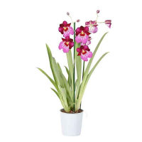 Орхідея Мiльтонiя  мікс купить