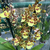 Орхідея Камбрія мікс купить