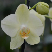 Орхідея фаленопсис 2 квітконоси купить