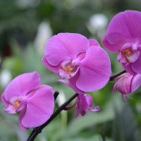 Орхідея фаленопсис 2 квітконоси купить