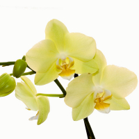 Орхидея фаленопсис 1 цветонос купить