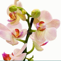 Орхідея фаленопсис 2 квітконоси купить