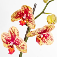 Орхидея фаленопсис 2 цветоноса купить