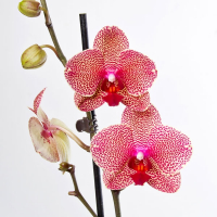 Орхидея фаленопсис 2 цветоноса купить