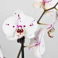 Орхидея фаленопсис 2 цветоноса купить