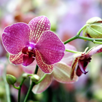 Орхідея фаленопсис 2 квітконоси купить