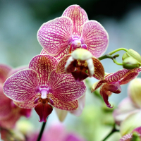 Орхидея фаленопсис 2 цветоноса купить