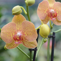 Орхидея фаленопсис 2 цветоноса купить