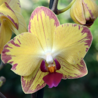 Орхідея фаленопсис 2 квітконоси купить