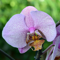 Орхідея фаленопсис 2 квітконоси купить