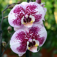 Орхідея фаленопсис 2 квітконоси купить