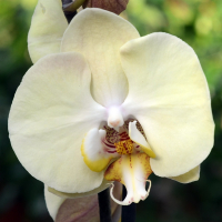 Орхідея фаленопсис 2 квітконоси купить