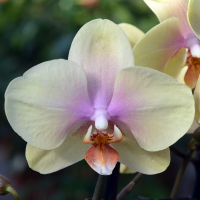 Орхідея фаленопсис 2 квітконоси купить