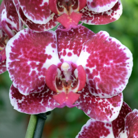 Орхидея фаленопсис 2 цветоноса купить