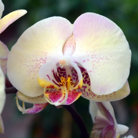 Орхидея фаленопсис 2 цветоноса купить