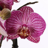 Орхидея фаленопсис 1 цветонос купить