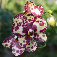 Орхидея фаленопсис 1 цветонос купить