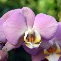 Орхидея фаленопсис 1 цветонос купить