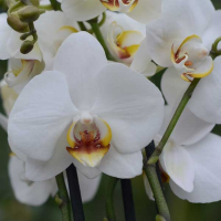 Орхідея фаленопсис 2 квітконоси купить