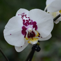 Орхидея фаленопсис 2 цветоноса купить