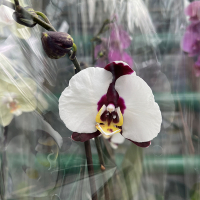 Орхідея фаленопсис 1 квітконос купить