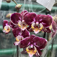 Орхідея фаленопсис 2 квітконоси купить