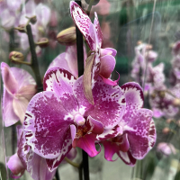 Орхідея фаленопсис 2 квітконоси купить