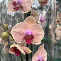 Орхідея фаленопсис 2 квітконоси купить