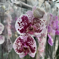 Орхідея фаленопсис 2 квітконоси купить