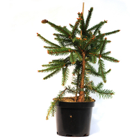 Ялина звичайна 