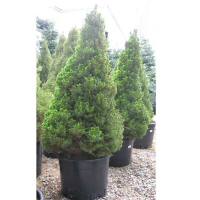 Ялина сиза (канадська) Коніка купить