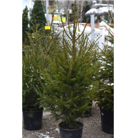 Ялина колюча, h=60 см купить