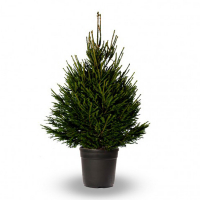 Ялина звичайна (європейська) купить