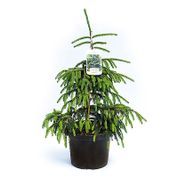 Ялина східна Ауреоспікату купить