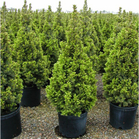 Ялина канадська Коніка купить