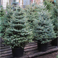 Ялина блакитна, 1,20 м купить