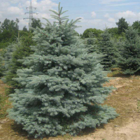 Ялина блакитна, 1,90 м купить