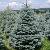 Ялина блакитна, 2,20 м купить